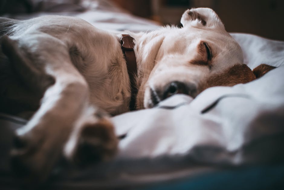 Hunde auf dem Rücken schlafen für mehr Wärme und Komfort