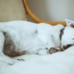 Warum hunde auf dem Rücken schlafen