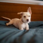 Warum schlafen Hunde im Bett? Ein Untersuchung der Vorteile und Nachteile des Schlafens mit deinem Hund
