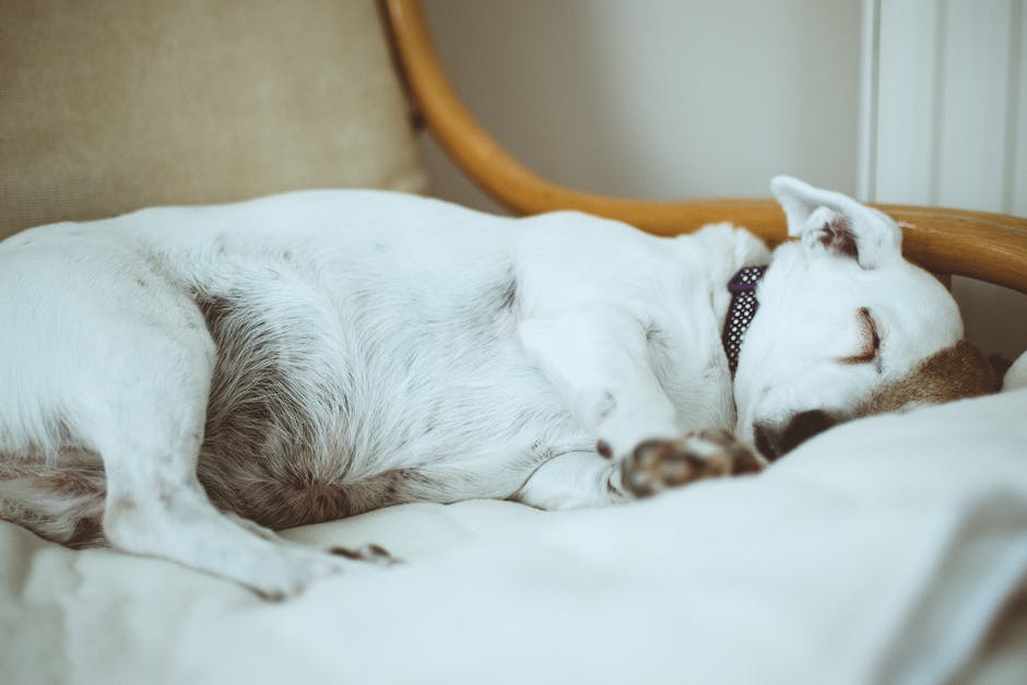  Warum schlafen Hunde mit nur leicht geöffneten Augen?