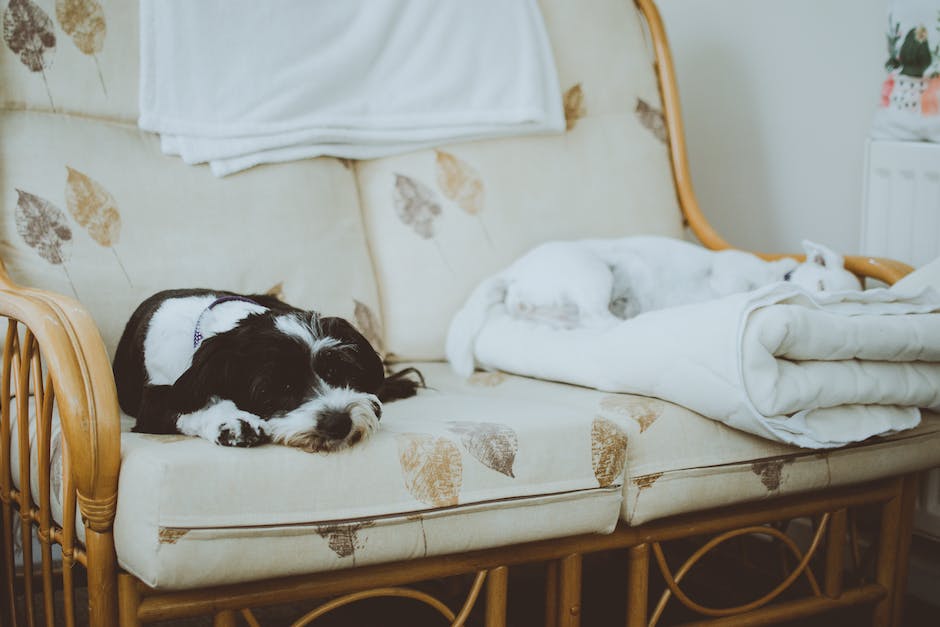  Bild von einem schlafenden Hund mit offenen Augen - Warum Hunde manchmal mit offenen Augen schlafen