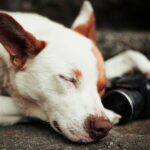 Hunde schlafen mit offenen Augen - Warum?