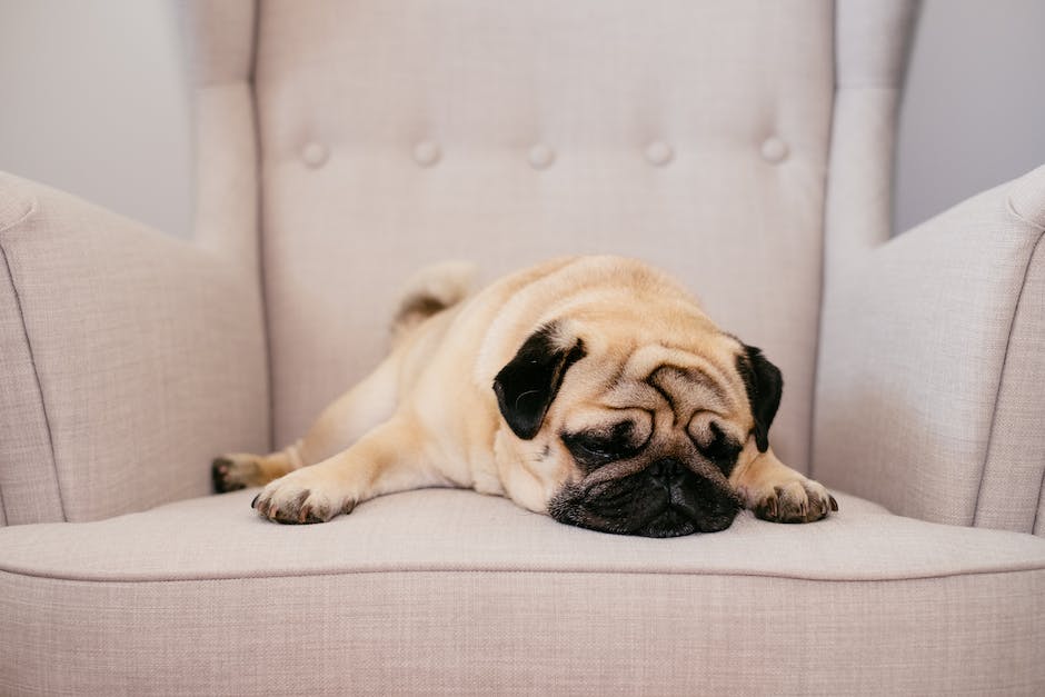 Hunde schlafen auf dem Rücken, um sich während einer Ruhepause zu entspannen