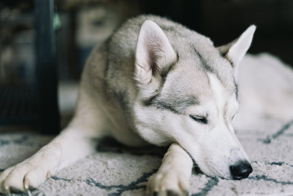  Warum schläft mein Hund mit dem Po zu mir gerichtet?