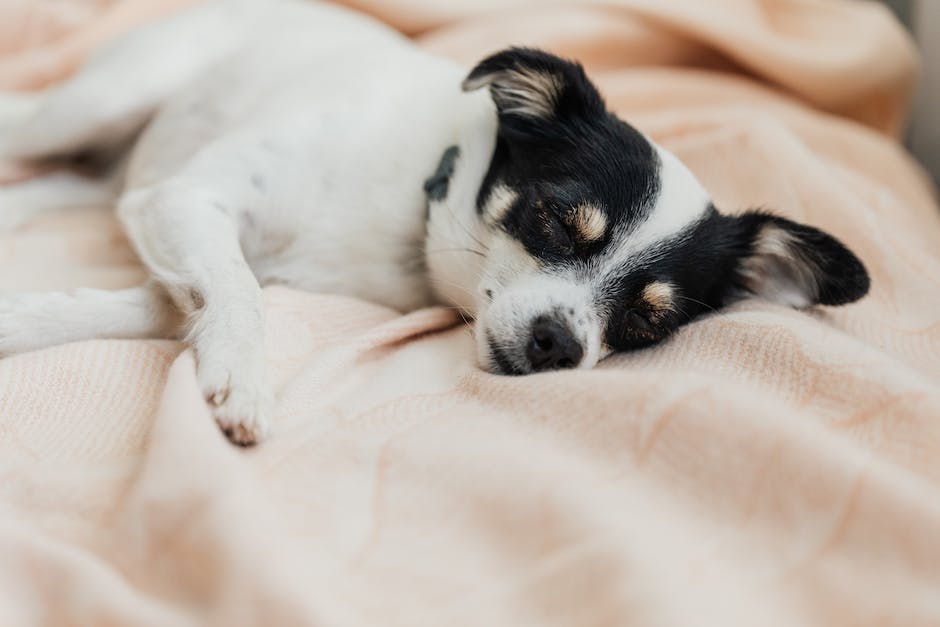 Hund schläft unter Decke – Gründe und Tipps