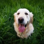 Hundeküsse: Warum Hunde Menschen abschlecken