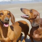 Warum schmatzen Hunde beim Streicheln: Eine Erklärung auf Basis von Verhaltensforschung