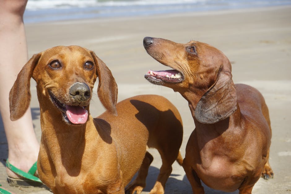 Warum schmatzen Hunde beim Streicheln: Eine Erklärung auf Basis von Verhaltensforschung