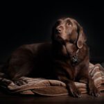 Hundeschnarchen - Ursachen und was man dagegen tun kann