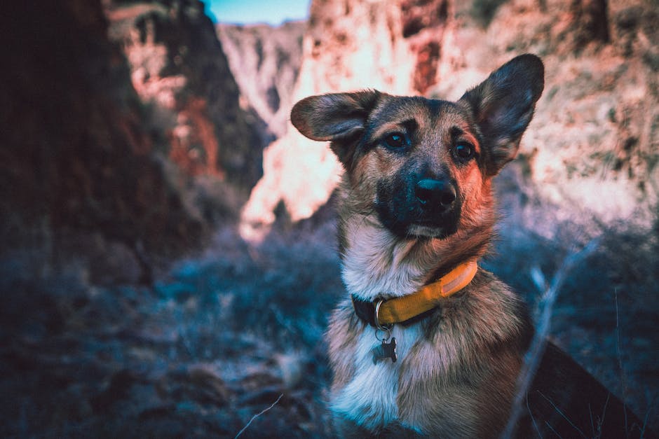  Warum schnüffeln Hunde an Ohren?