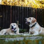 Hundeschnuppern im Schritt - Warum es wichtig ist