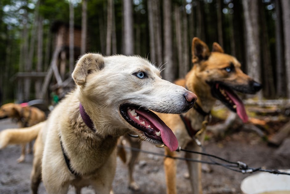 Hundeschubbern: Warum sie es tun und wie es ihnen hilft
