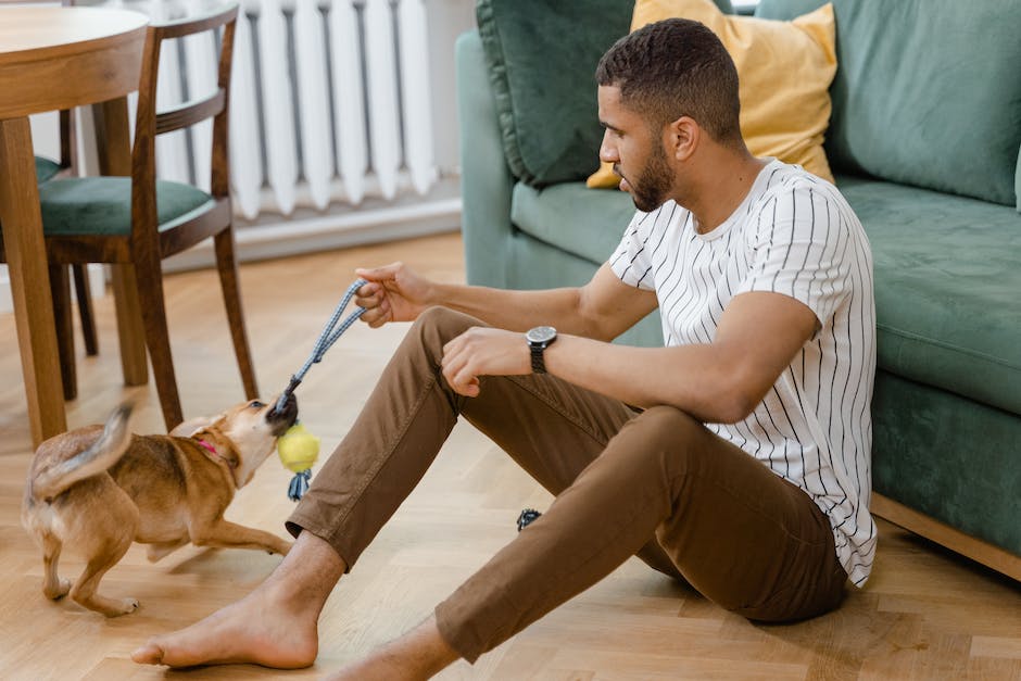 Hundesprache: Warum setzt mein Hund sich auf meinen Schoß?