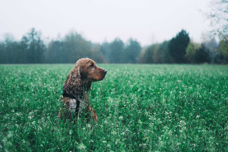 Hunde tiefes Bedürfnis nach Zuneigung und Wärme