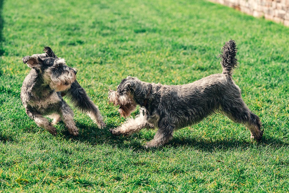 Eifersucht bei Hunden erklärt