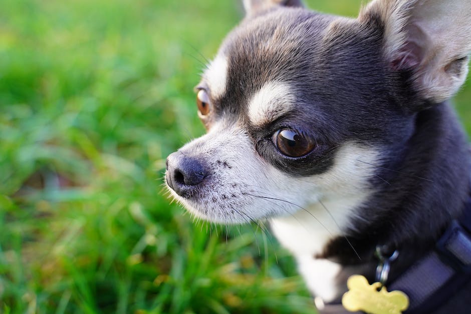 Warum sind Rosinen giftig für Hunde?