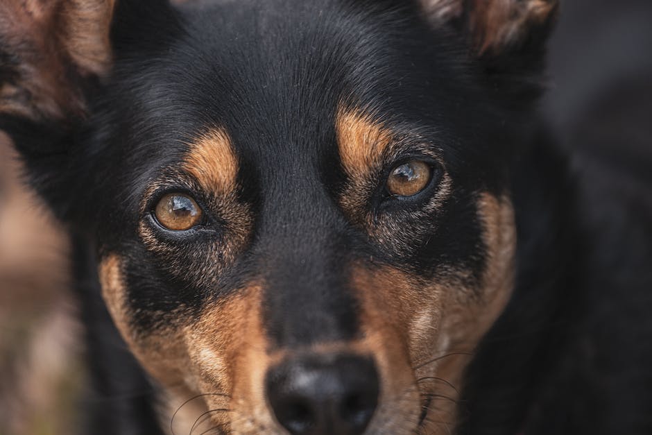 Augenschutz bei Hunden - Warum es wichtig ist nicht in die Augen zu schauen.