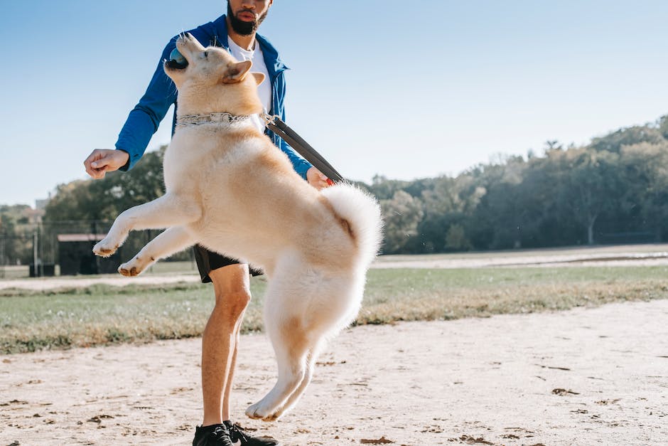  Hunde begrüßen Menschen mit Springen