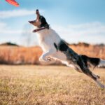 Hund springt am Menschen hoch - Grundlagen der Körpersprache