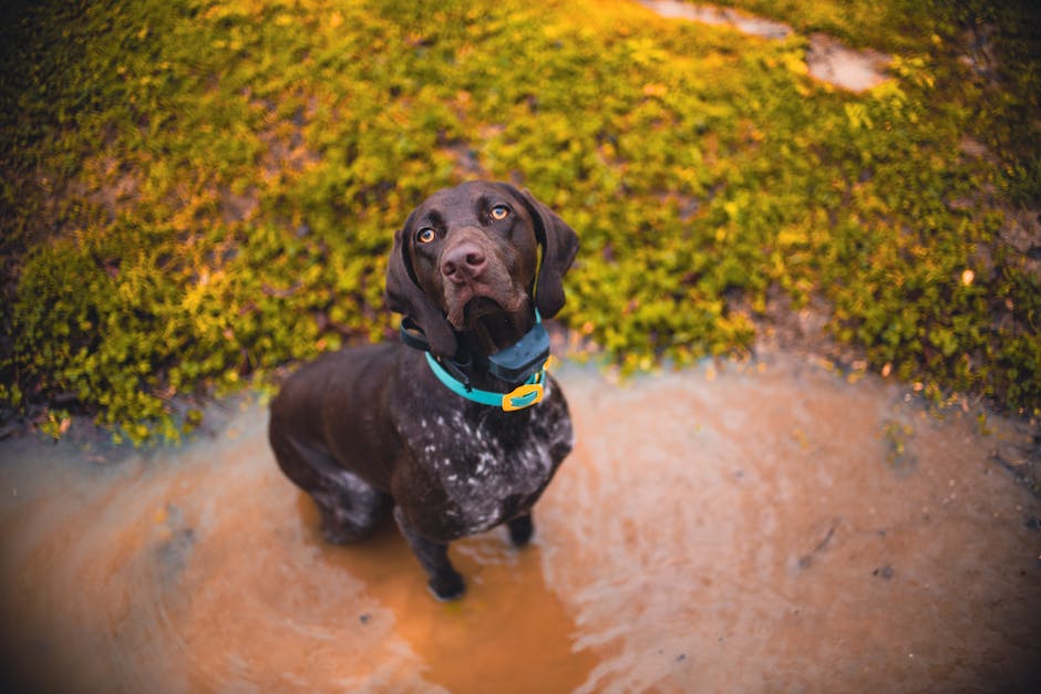  Warum riecht ein nasser Hund?
