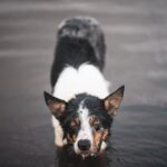 Warum riecht ein nasser Hund?