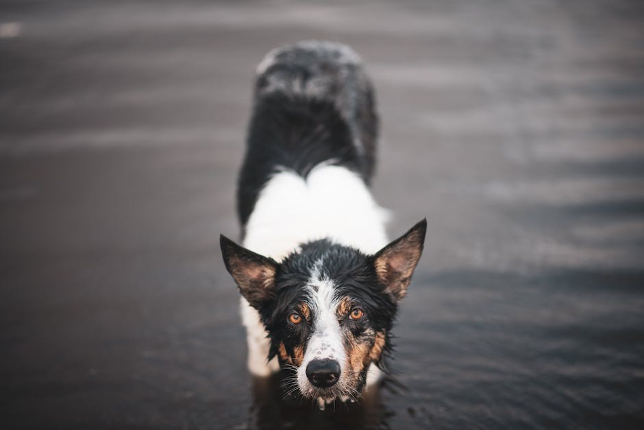Warum riecht ein nasser Hund?