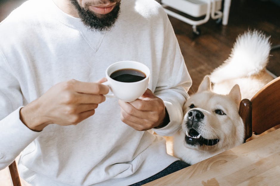 Warum trinkt mein Hund kein Wasser?