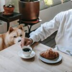 Hundefutter-Verteilung - Warum teilt mein Hund sein Futter?