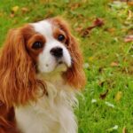 Hundekupierung - Gründe und Alternativen