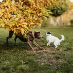 Warum Hunde eine relativ kurze Lebensdauer haben