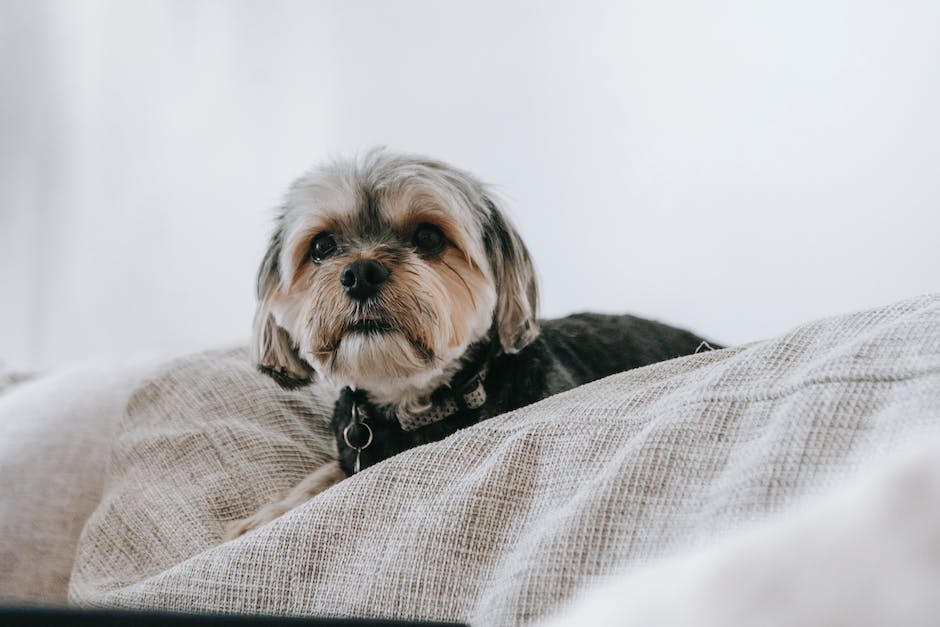  Warum Hunde 'Bett-Liebhaber' sind