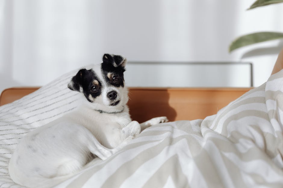 Warum mögen Hunde es, unter die Decke zu kuscheln?