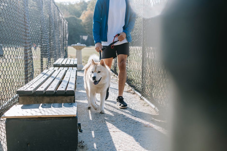 Hunde an der Leine ziehen: Warum und wie kann man das vermeiden?