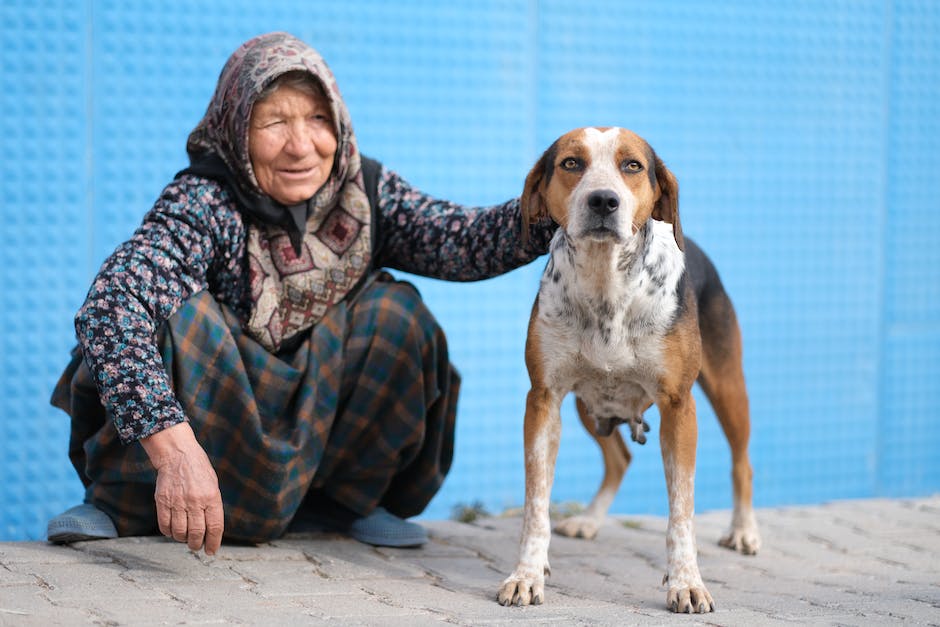 alteste Hunde Zittern Warum